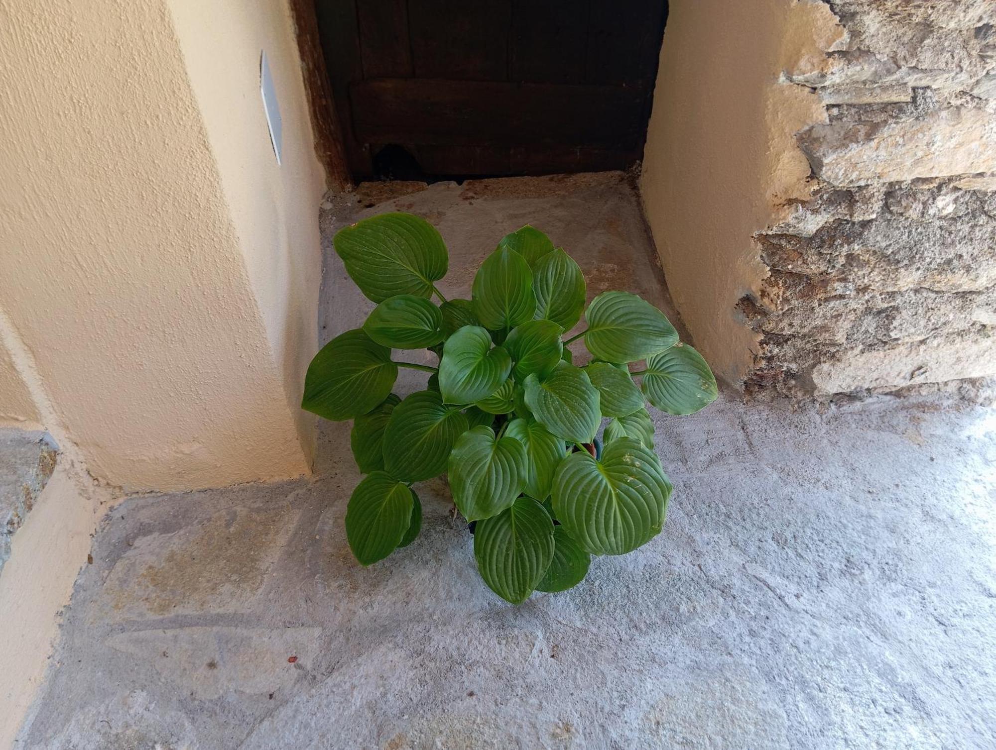 Agriturismo U' Spigu Nonna Annetta Nasino Esterno foto